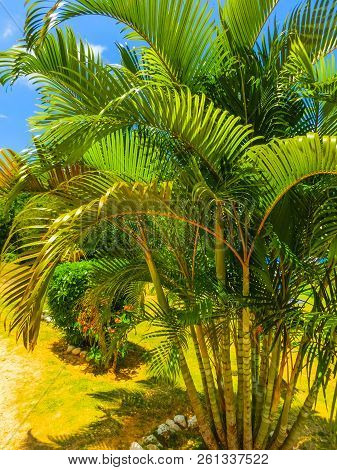 Green Natural Park Landscape Scenery At Ys Falls, Jamaica, Caribbean Island