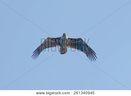 Imposing Flying Sea Eagle Also Called White-tailed Eagle (latin: Haliaeetus Albicilla). Blue Sky In 