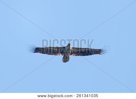 Flying Sea Eagle Also Called White-tailed Eagle (latin: Haliaeetus Albicilla). Blue Sky In The Backg