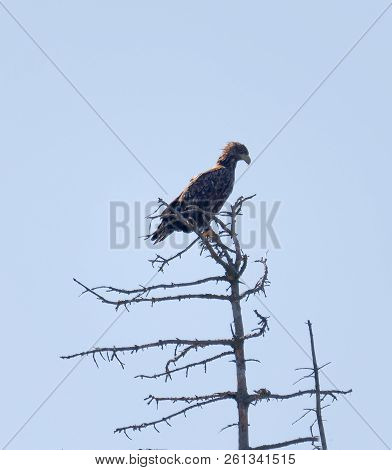 Sea Eagle Also Called White-tailed Eagle (latin: Haliaeetus Albicilla) Sitting In The Top Of A Tree