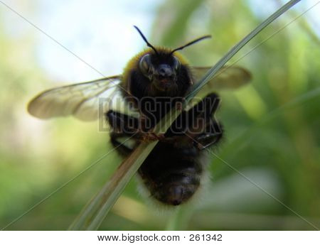 Hommel