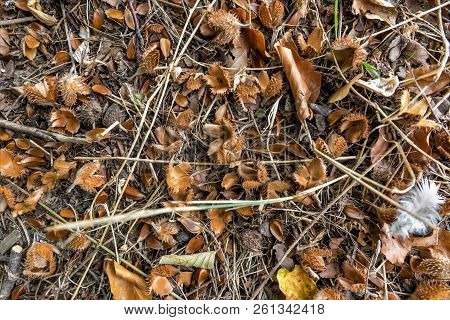 Forest Floor With Beechnuts, Foliage And Fir Needles As Background