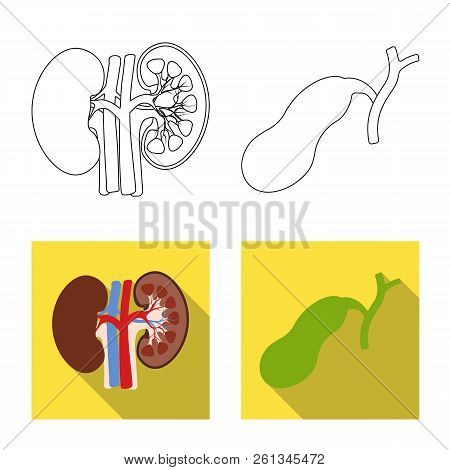 Vector Illustration Of Body And Human Icon. Set Of Body And Medical Vector Icon For Stock.