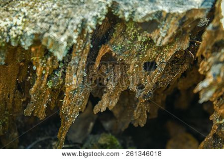 Wood Texture. Dry, Old Tree. It Looks Like A Stalactite