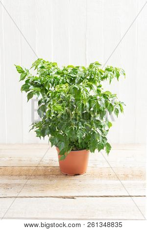 Radermahera In A Flower Pot On A Light Wooden Background