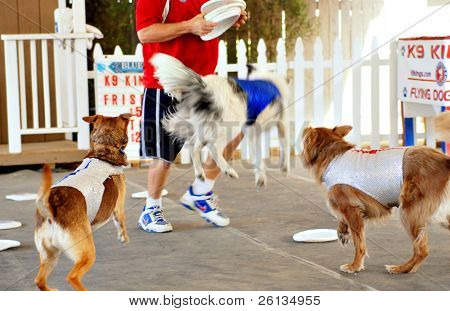 SACRAMENTO, CA - Ağustos 18, 2008: K9 Kings köpek göstermek üç köpek frisbees, gerçek trainer peşine düşmek
