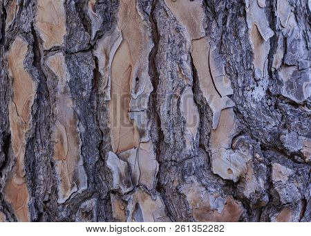 Dry Brown Tree Bark Texture Background Wallpaper