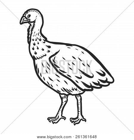 Turkey Cock Female Icon. Hand Drawn Illustration Of Turkey Cock Female Icon For Web Design