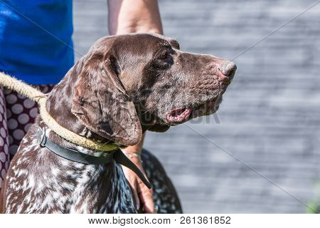 A Setter Adult Dog Living In Belium