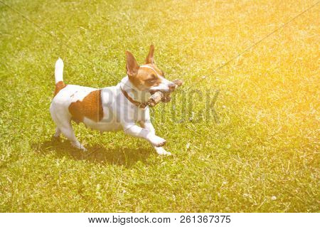 Dog Running With A Stick In The Mouth Is Playing
