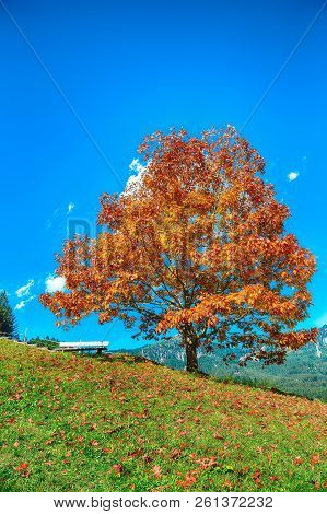 Alpine Green Fields And Lonely Tree Near Gosau Village At Autumn Sunny Day. Location: Resort Village