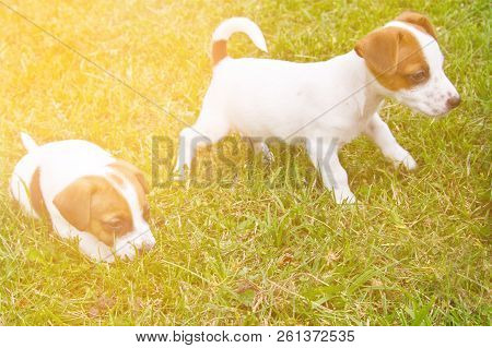 Little Puppys Are Walking And Playing On The Street In The Grass