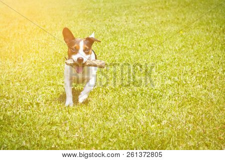 Dog Running With A Stick In The Mouth Is Playing