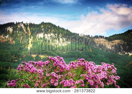 Alpine Pink Chrysanthemus Against Mountaine Near Gosau Village At Autumn Sunny Day. Location: Resort
