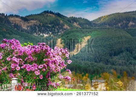 Alpine Pink Chrysanthemus Against Mountaine Near Gosau Village At Autumn Sunny Day. Location: Resort