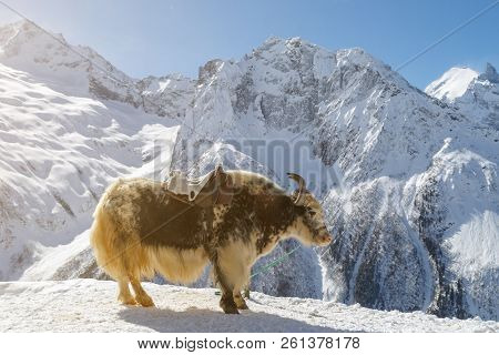 Spotted Shaggy Yak Stands On The Edge Of A Cliff Against The Backdrop Of White Mountains
