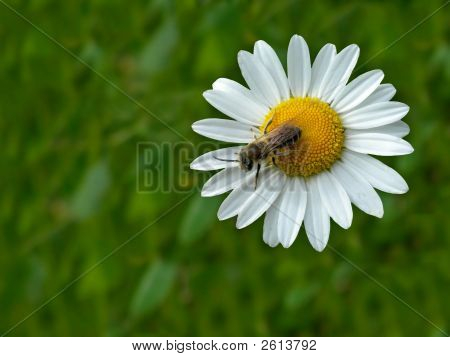 Bien på blomsten