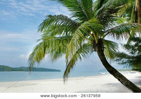 palmetræ på sandstrand