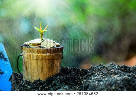 Small Plant Growing In The Garden. Fresh Start Of The Day. Save Environment And New Transformation L