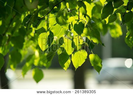 Leaves Of Linden Tree Lit By Sun Shining Through Spring Summer Background. Selective Focus Macro Sho