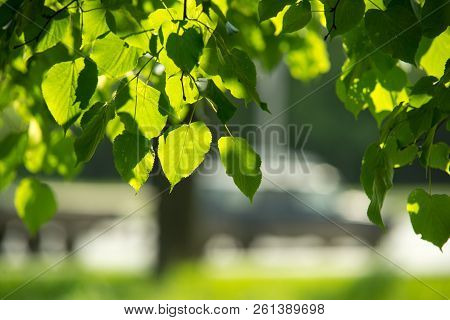 Leaves Of Linden Tree Lit By Sun Shining Through Spring Summer Background. Selective Focus Macro Sho