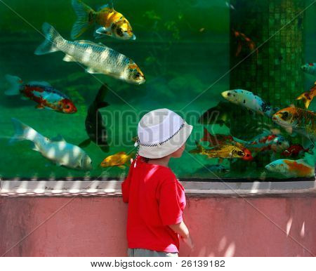 ung dreng kigger på fisk i store akvarium