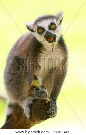 mono Lemur comer plátano
