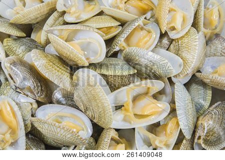 Top View Of Baby Clam Isolated ,short-necked Clam,carpet Clam Or  Venus Shell