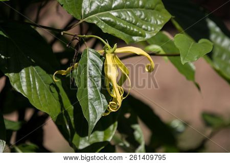 Yellow Desmos Chinensis Flower