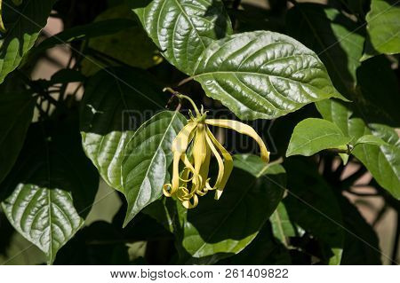 Yellow Desmos Chinensis Flower