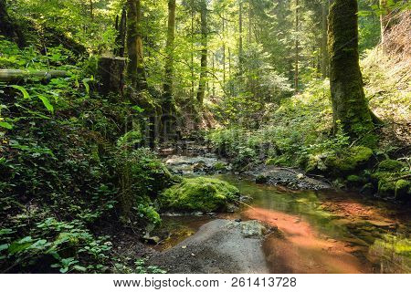 Red Creek In Rainforest. Stream In Rainforest Nature. Rainforest Stream. Nature. Stream. Natural Env