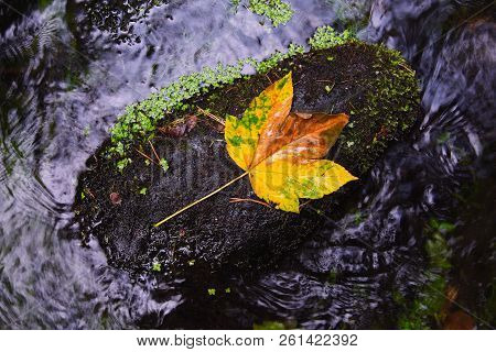 Fallen Maple Leaf In Stream. Cold Water Is Running Over Dark Boulders And Bubbles Create On Level Mi