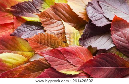 Autumn Leaves. Colorful Autumn Leaves Of Wild Grapes. Autumn Time. Autumn Wallpaper. Autumn Backgrou