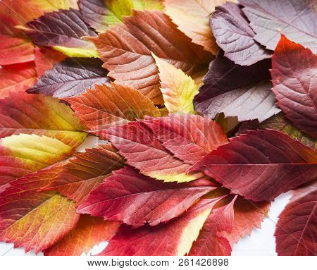 Autumn Leaves. Colorful Autumn Leaves Of Wild Grapes. Autumn Time. Autumn Wallpaper. Autumn Backgrou