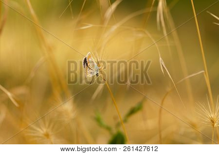 Brown Argus Butterfly (polyommatus Agestis) Rest On  The Plant On Summer.