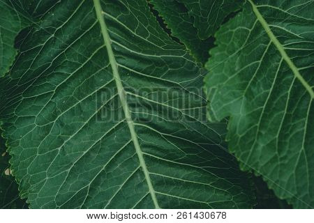 Green Leaves Of Horseradish In The Garden, Harvest Agriculture
