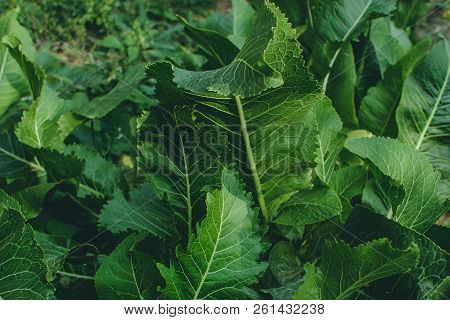 Green Leaves Of Horseradish In The Garden, Harvest Agriculture