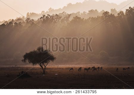 Group Of Spotted Deer Axis Axis In Natural Habitat