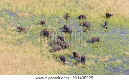 Water Buffalo In The Okavango Delta, Botswana - Aerial Shot