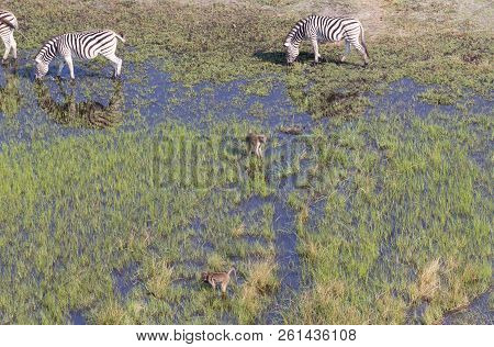 Wild African Zebra And Monkeys In The Okavango Delta - Botswana
