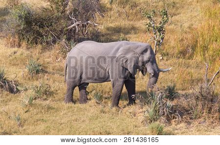 Elephant In The Okavango Delta (botswana)