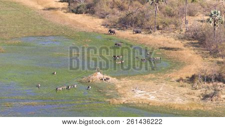 Elephants And Zebras In The Okavango Delta (botswana)