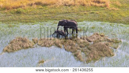 Elephant With Young Crossing Water In The Okavango Delta (botswana)