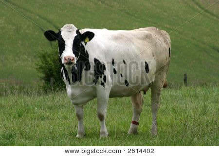 İnek