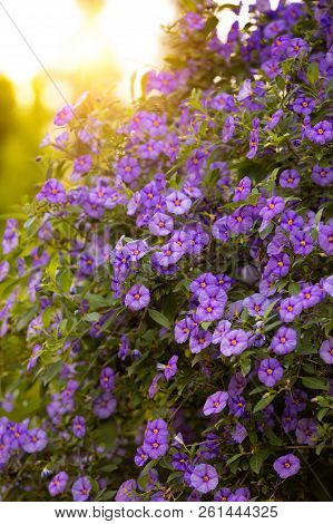 Blooming Tree Blue Potato Bush