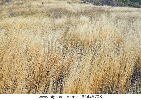 Yellow Grass On The Mountain In Macin, Romania