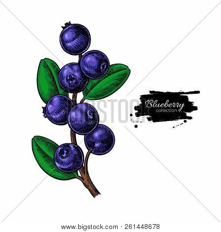 Blueberry Vector Drawing. Isolated Berry Branch  On White Backgr