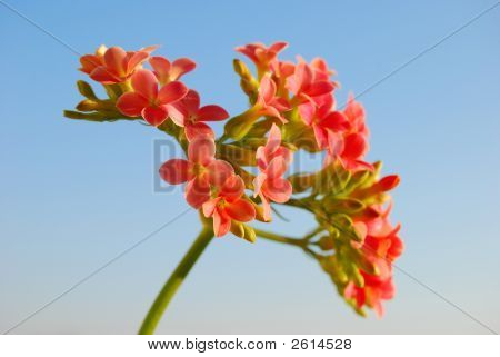 Flori Roz