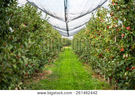 Apple Orchard In The Countryside In Germany