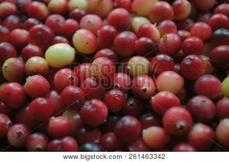 Cranberry Red Berry.
A Lot Of Cranberries. Autumn Harvest Of Vitamins. Card, Photophone, Background.